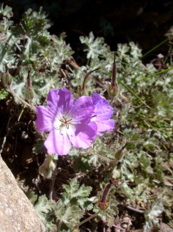 Geranium robustum